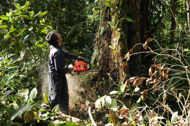 Tree and Shrub Care in Jacksonville, OR